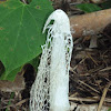 Veiled stinkhorn