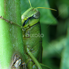 by Sanjay Dhar - Animals Insects & Spiders