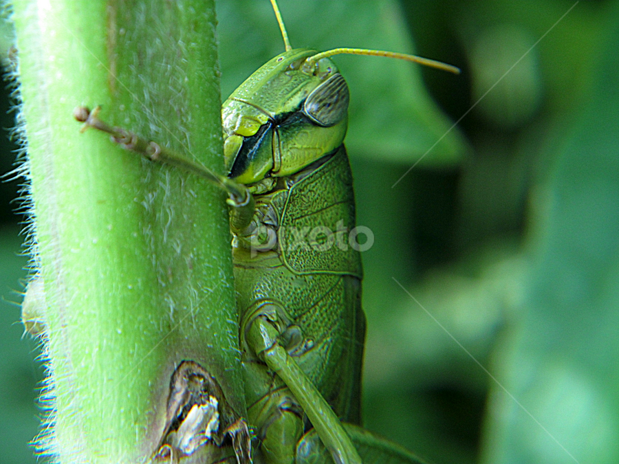 by Sanjay Dhar - Animals Insects & Spiders