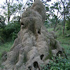 Termite mound / கரையான் புற்று (Karaiyan purtu)