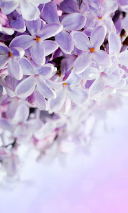 紫丁香花卉動態壁紙(圖7)-速報App