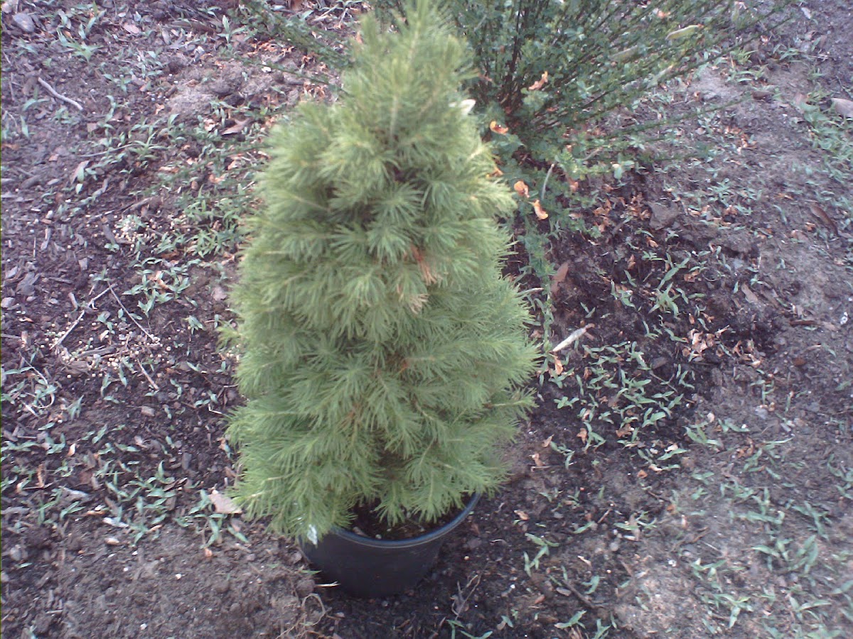 Baby pine tree