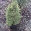Baby pine tree