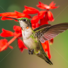 A Flying Pose by Don Holland - Animals Birds
