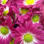 Crisântemo (chrysanthemum)