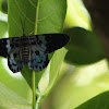 The Blue Tiger Moth