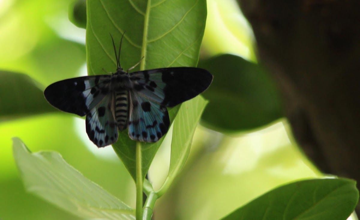 The Blue Tiger Moth