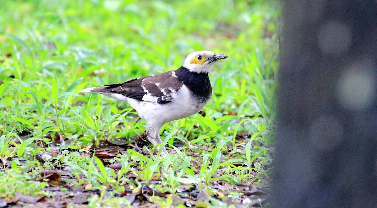 Black Collared Starling 黑領椋鳥 Project Noah