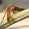 Obligue-banded Widow (male)
