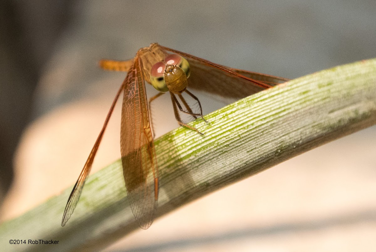 Obligue-banded Widow (male)