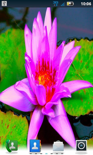 Color Lily LWP Pro