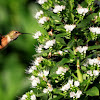 White vipers bugloss