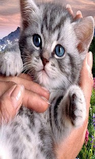 Divine Cats Screenshots 2