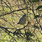 Northern Mockingbird