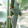 Red-webbed Tree frog