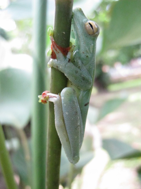Red-webbed Tree frog