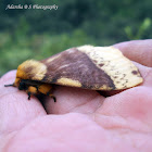 Monkey Moth