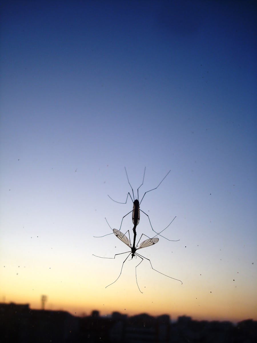 Crane fly in copulation / Mušice u kopulaciji