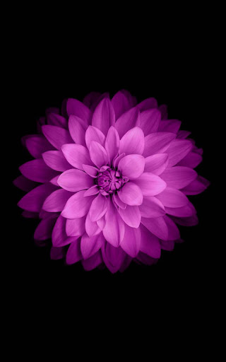 Flowers HD Live Wallpaper