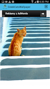 Download Greek Cats Pictures Wallpaper APK