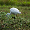 Intermediate  Egret