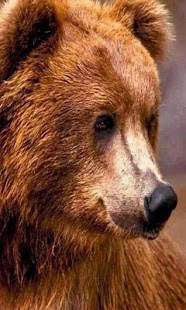 Animal Sounds for Kids Pro Screenshots 17
