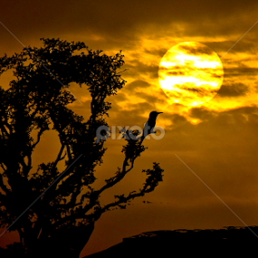 Time to Return ... ... Home ! by Tushar Bharwada - Landscapes Sunsets & Sunrises