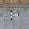 Northern Pintail