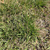 Perennial rye grass