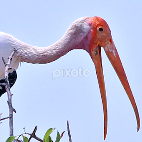by रोहित वसावे - Animals Birds