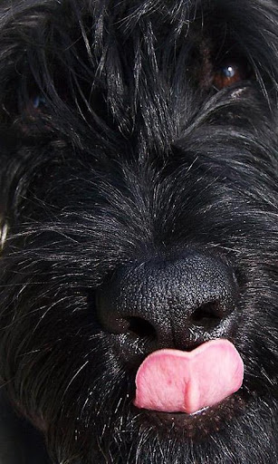 Giant Schnauzer Wallpapers