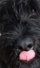 Giant Schnauzer Wallpapers APK Download for Android