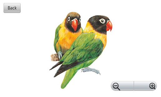 The World of Birds(圖6)-速報App