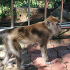 Long-tailed Macaque