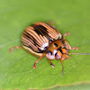 Leaf beetle