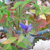 Bottle gentian, Closed gentian, or Closed bottle gentian