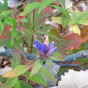 Bottle gentian, Closed gentian, or Closed bottle gentian