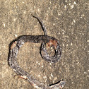 Ringneck snake