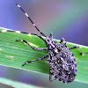 Shield Bug - Stink Bug