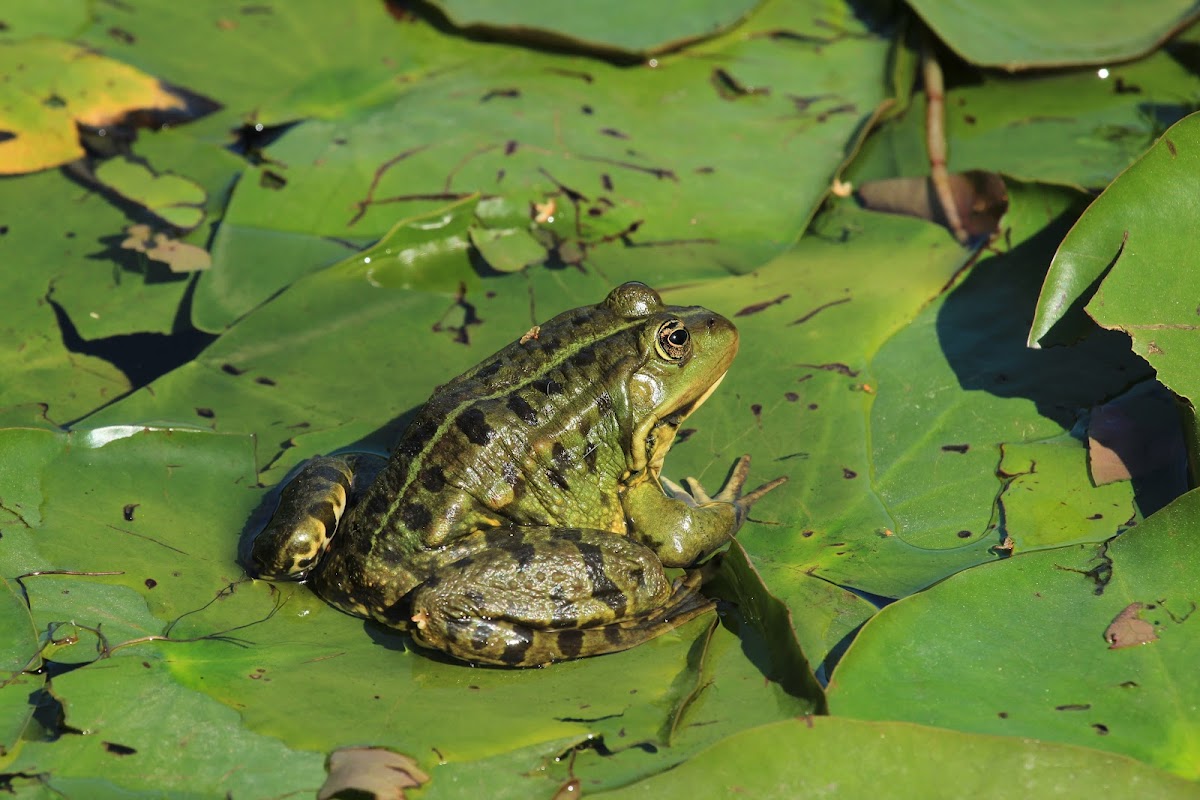 Marsh Frog