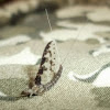 Speckled Mayfly