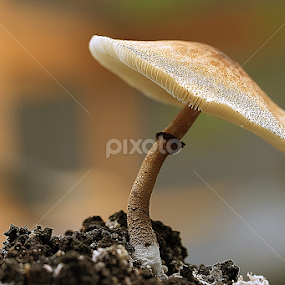 by Sirajuddin Halim - Nature Up Close Mushrooms & Fungi