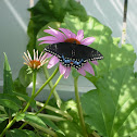 Black Swallowtail