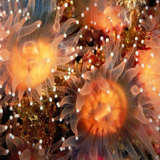 Anemone Great Live Wallpaper