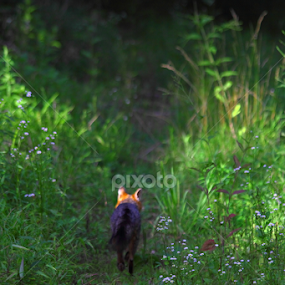 by Barak Johnson - Animals Other Mammals