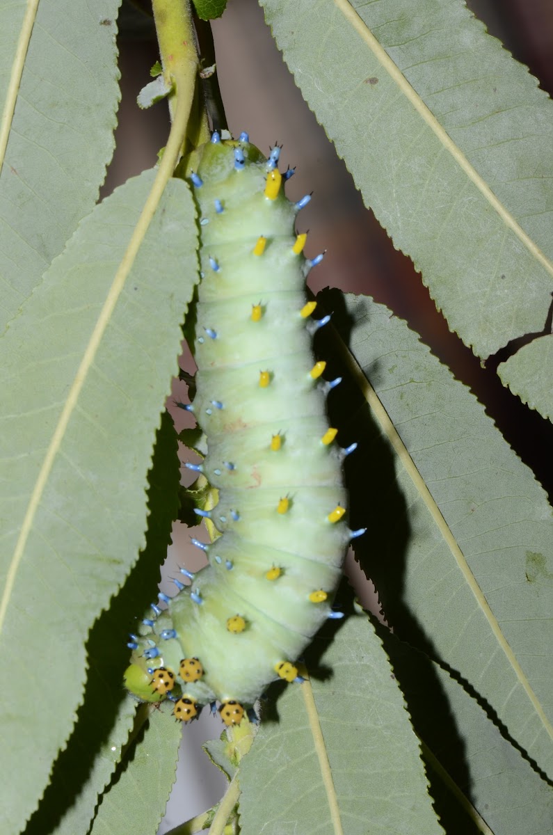 Cecropia Moth- Caterpillar