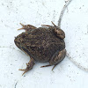 Pobblebonk Frog