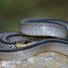 Mountain Patchnose Snake