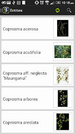 NZ Coprosma Key poster 3