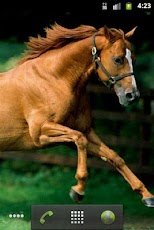 Horse HD Live Wallpaper